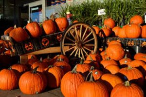 Tại sao người ta lại lấy bí ngô làm biểu tượng của Halloween nhỉ? 149 Lễ Halloween AnhTuanPhat 11